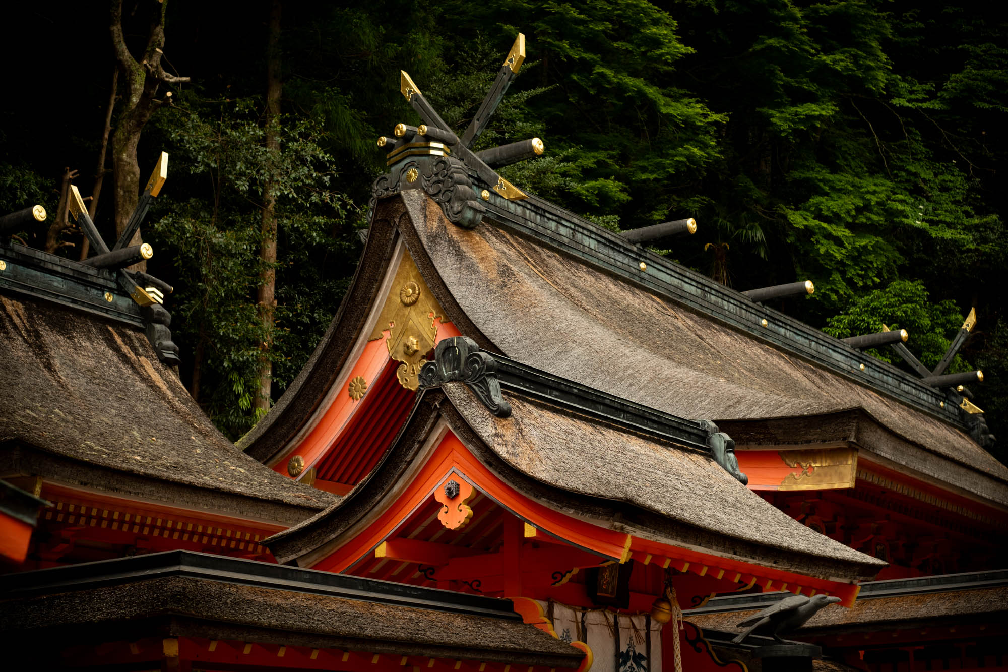 Toits de pagodes dans la péninsule de Kii © Xavier Pasche
